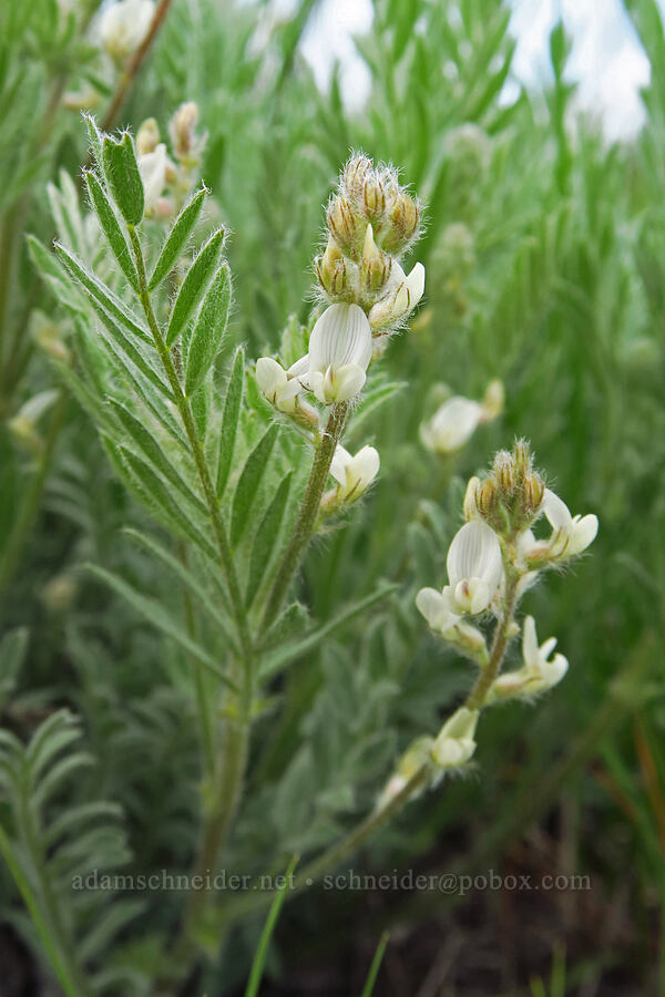 Lyall's milk-vetch (Astragalus lyallii) [L.T. Murray/Quilomene Wildlife Area, Kittitas County, Washington]