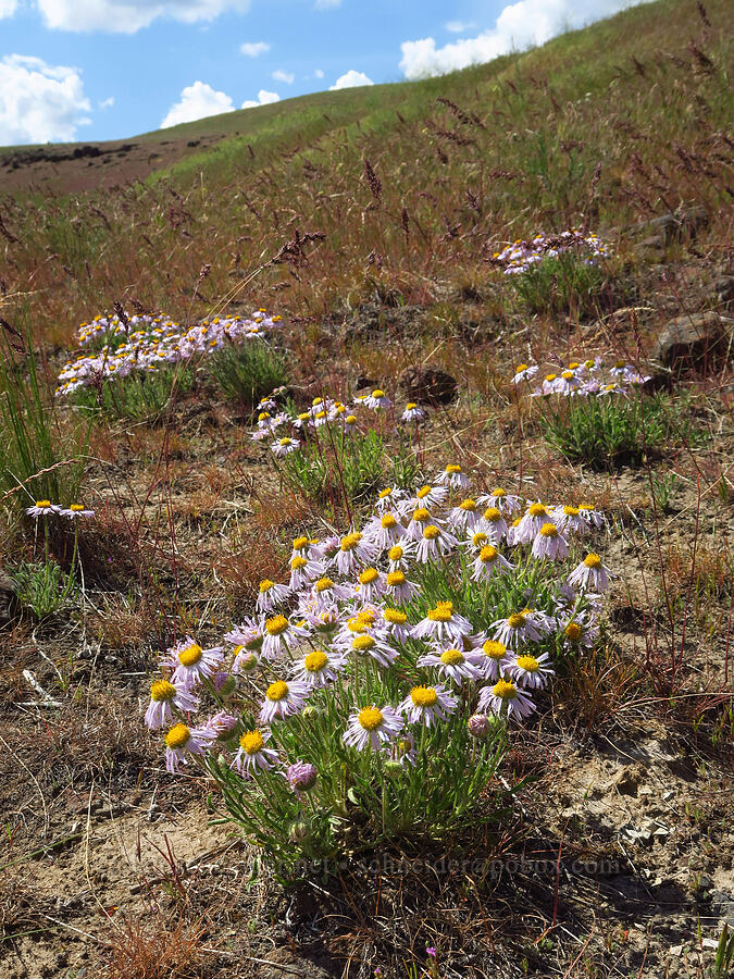 cushion fleabane (Erigeron poliospermus) [Ginkgo Petrified Forest State Park, Kittitas County, Washington]