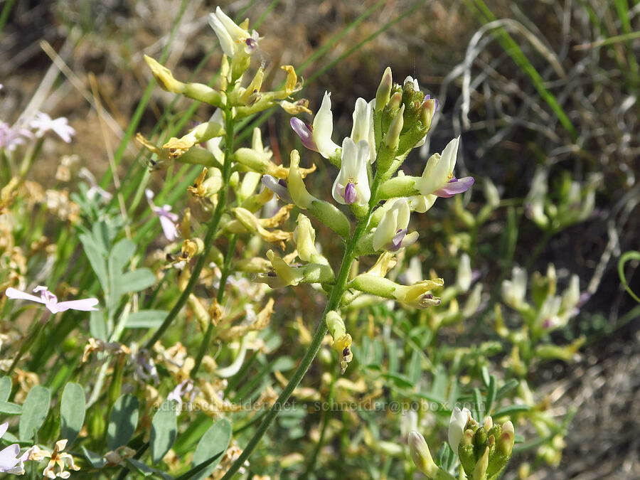spiral-pod milk-vetch (Astragalus speirocarpus) [Ginkgo Petrified Forest State Park, Kittitas County, Washington]