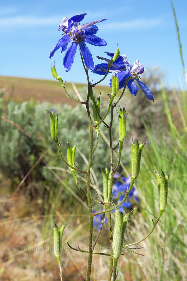 upland larkspur, flowering & fruiting (Delphinium nuttallianum) [Ginkgo Petrified Forest State Park, Kittitas County, Washington]