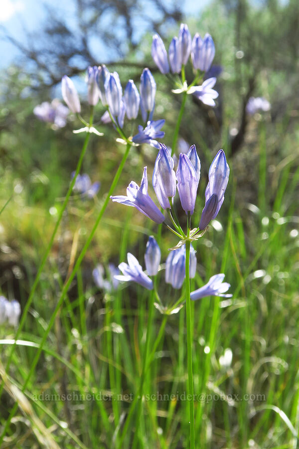 large-flowered triteleia (Triteleia grandiflora) [Ginkgo Petrified Forest State Park, Kittitas County, Washington]
