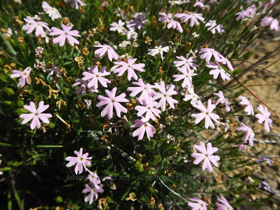 showy phlox (Phlox speciosa) [Ginkgo Petrified Forest State Park, Kittitas County, Washington]