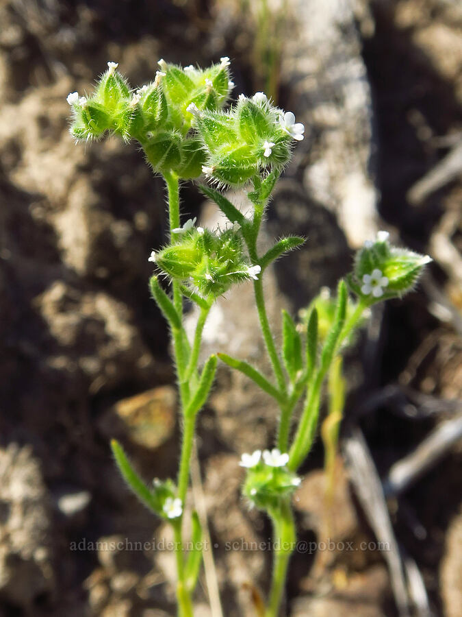 wing-nut cryptantha (Cryptantha pterocarya) [Ginkgo Petrified Forest State Park, Kittitas County, Washington]