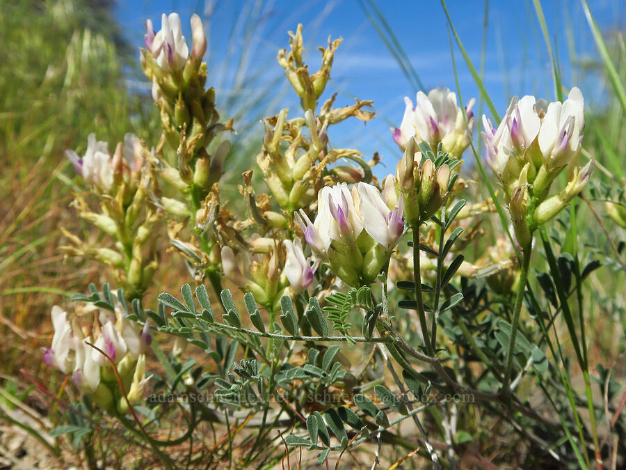 spiral-pod milk-vetch (Astragalus speirocarpus) [Ginkgo Petrified Forest State Park, Kittitas County, Washington]