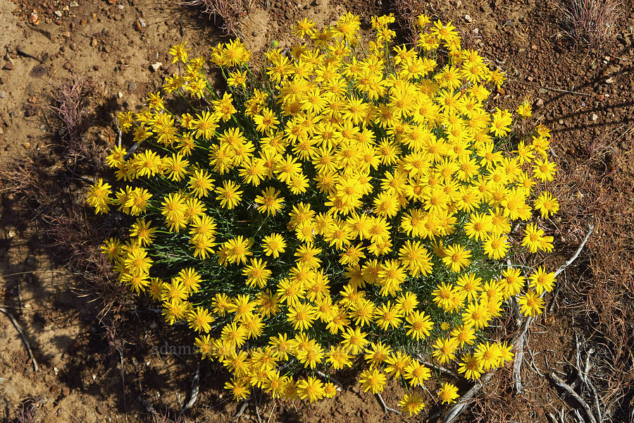 desert yellow daisies (Erigeron linearis) [Ginkgo Petrified Forest State Park, Kittitas County, Washington]