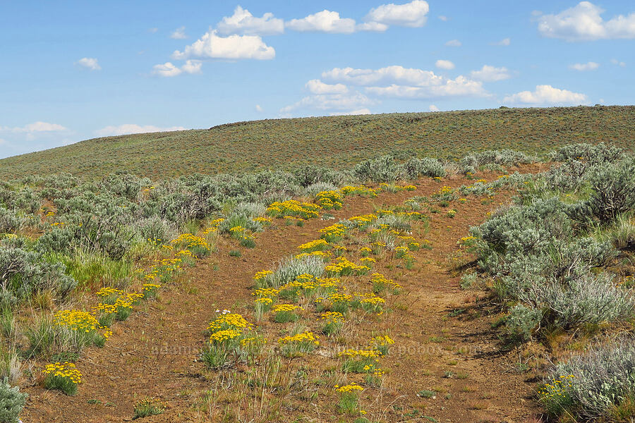 desert yellow daisies & sagebrush (Erigeron linearis, Artemisia tridentata) [Ginkgo Petrified Forest State Park, Kittitas County, Washington]