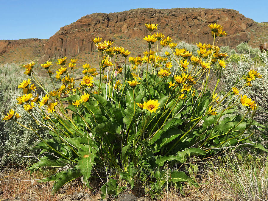 Carey's balsamroot (Balsamorhiza careyana) [Basalt Gardens, Grant County, Washington]