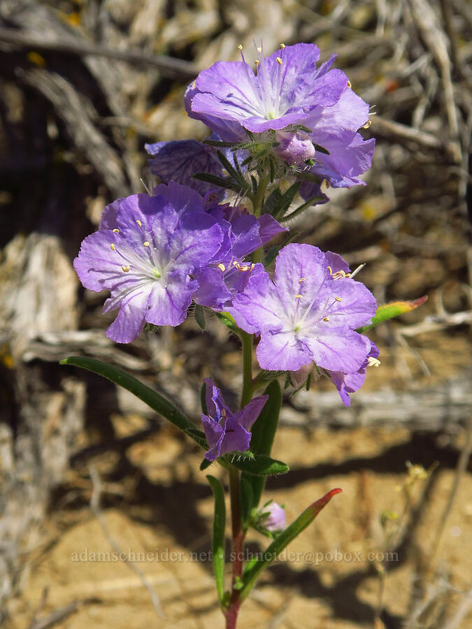 thread-leaf phacelia (Phacelia linearis) [Basalt Gardens, Grant County, Washington]
