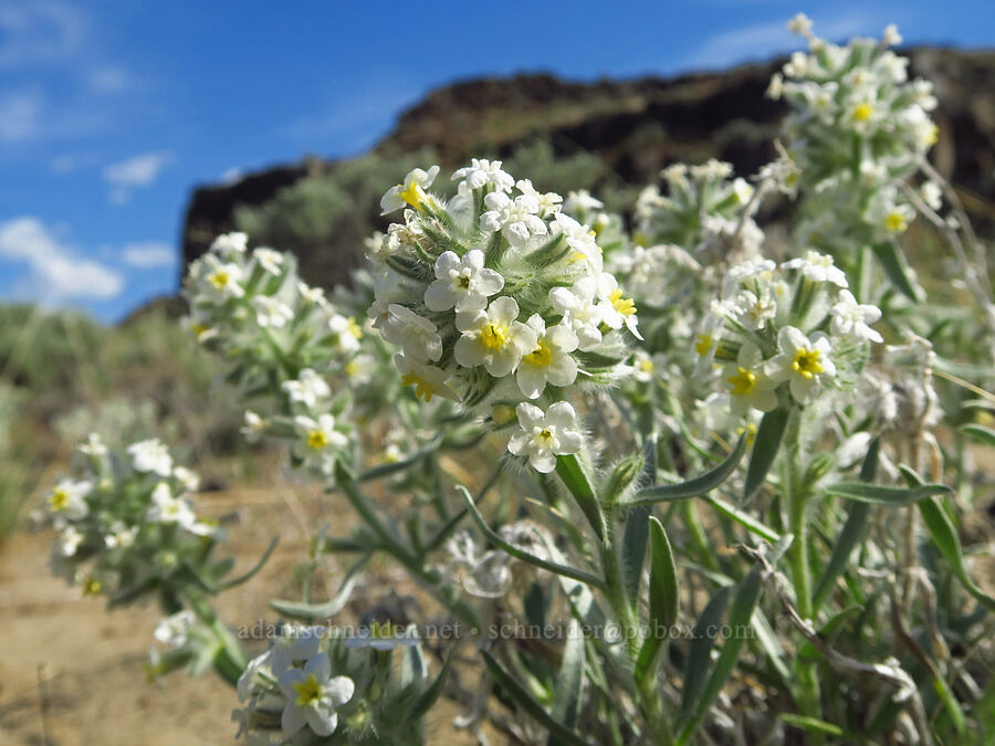 gray cryptantha (Oreocarya leucophaea (Cryptantha leucophaea)) [Basalt Gardens, Grant County, Washington]
