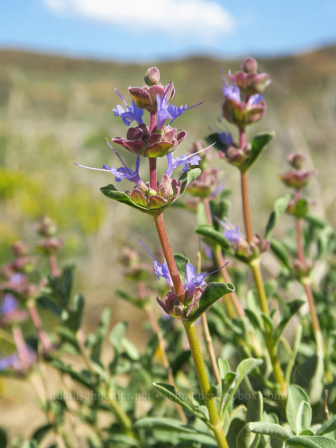purple sage (Salvia dorrii) [Basalt Gardens, Grant County, Washington]