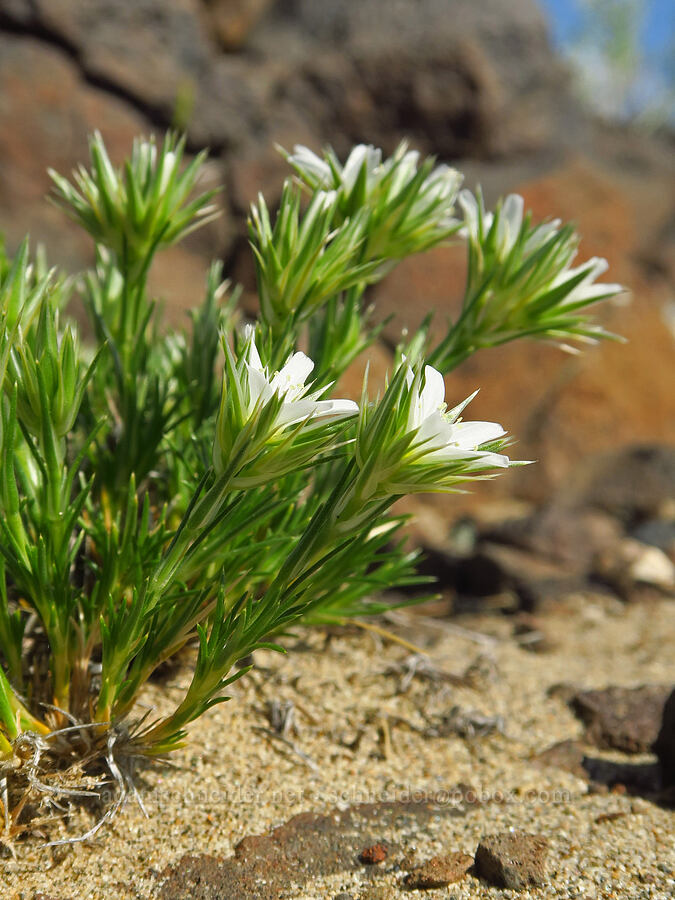 Franklin's sandwort (Eremogone franklinii (Arenaria franklinii)) [Basalt Gardens, Grant County, Washington]