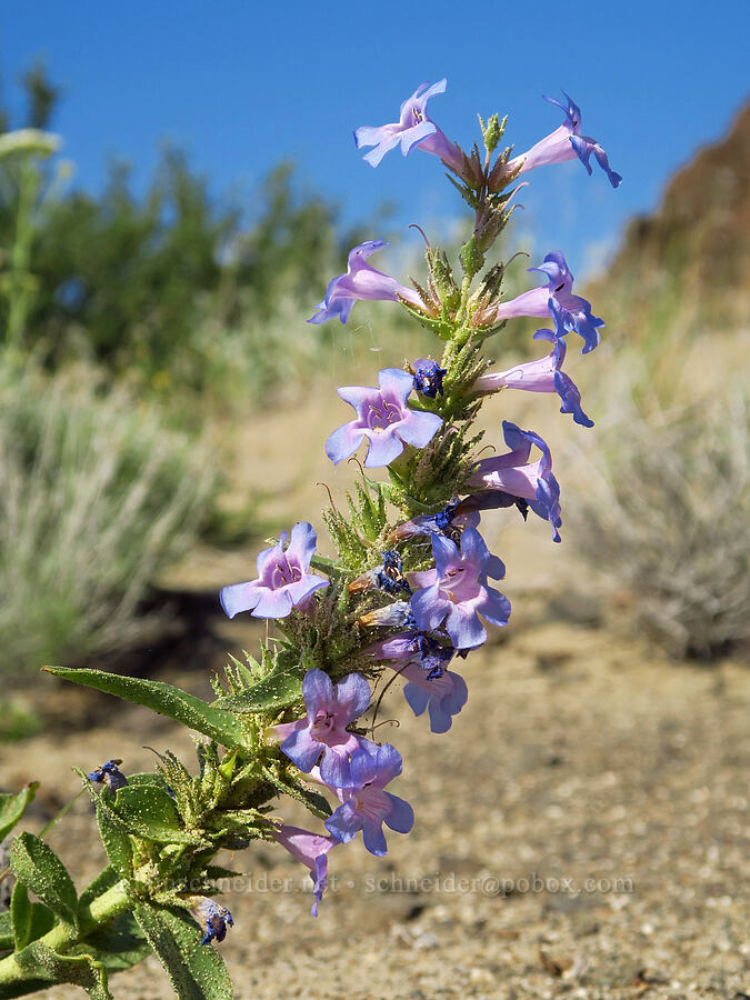 sand-dune penstemon (Penstemon acuminatus var. acuminatus) [Basalt Gardens, Grant County, Washington]