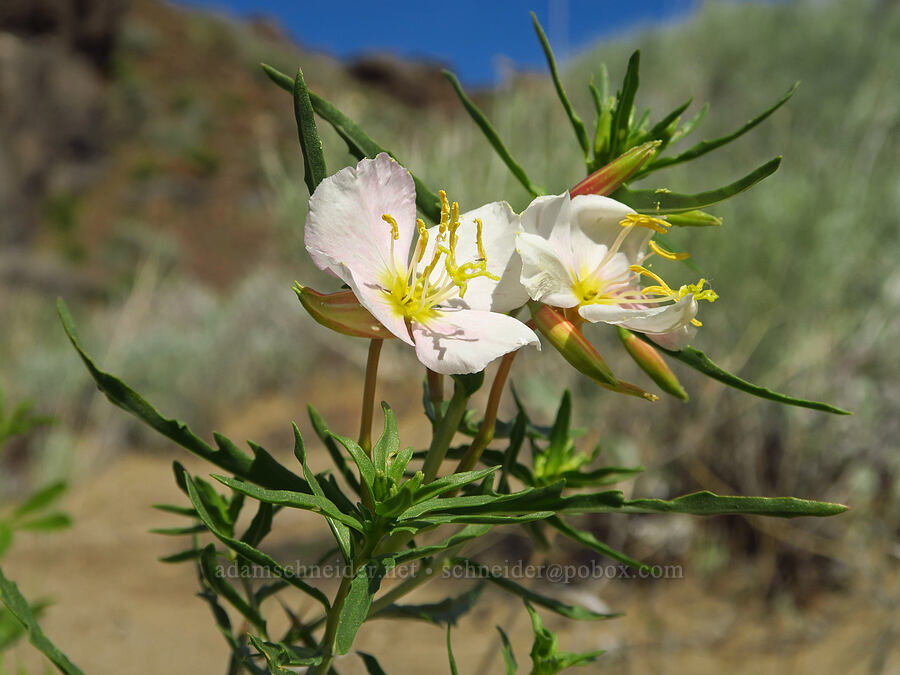 pale evening-primrose (Oenothera pallida) [Basalt Gardens, Grant County, Washington]