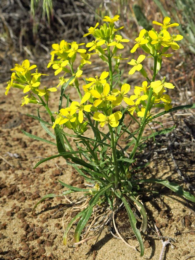 pale wallflower (Erysimum occidentale) [Basalt Gardens, Grant County, Washington]
