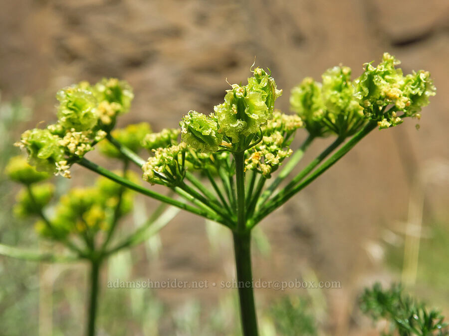 turpentine spring-parsley, going to seed (Cymopterus terebinthinus var. terebinthinus (Pteryxia terebinthina)) [Basalt Gardens, Grant County, Washington]