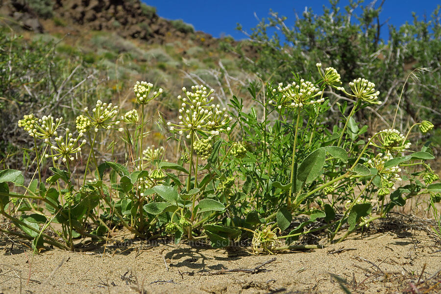 white sand-verbena (Abronia mellifera) [Basalt Gardens, Grant County, Washington]
