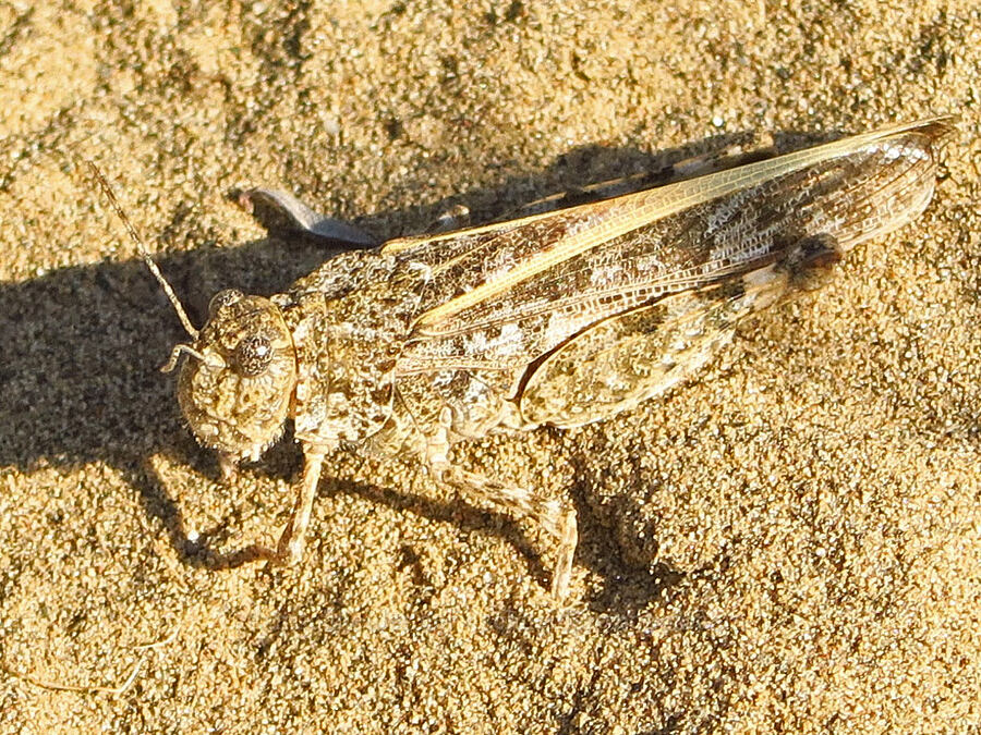 grasshopper with red/orange wings [Basalt Gardens, Grant County, Washington]