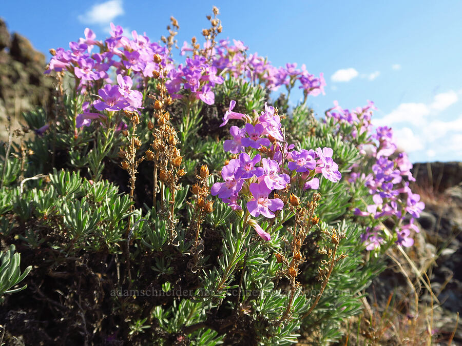 Gairdner's penstemon (Penstemon gairdneri var. gairdneri) [Basalt Gardens, Grant County, Washington]