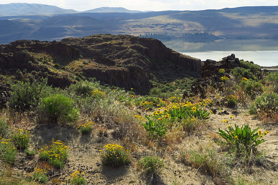 wildflowers (Balsamorhiza sp., Erigeron linearis, Salvia dorrii) [Basalt Gardens, Grant County, Washington]
