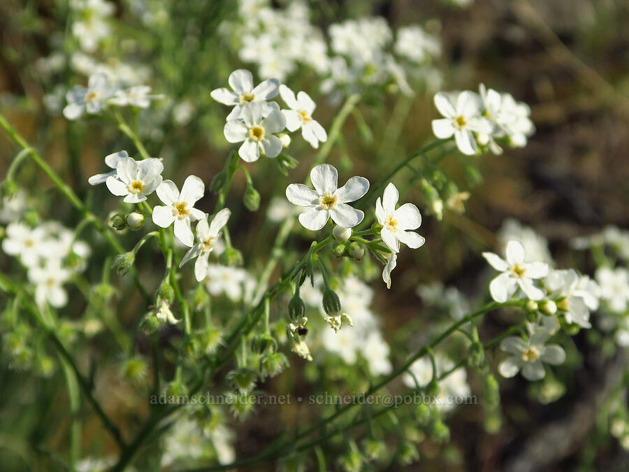 sagebrush stick-seed (Hackelia diffusa var. arida) [Basalt Gardens, Grant County, Washington]