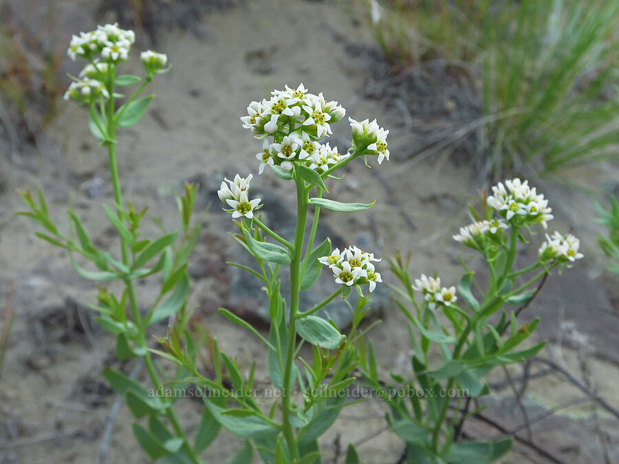 bastard toadflax (Comandra umbellata) [Basalt Gardens, Grant County, Washington]