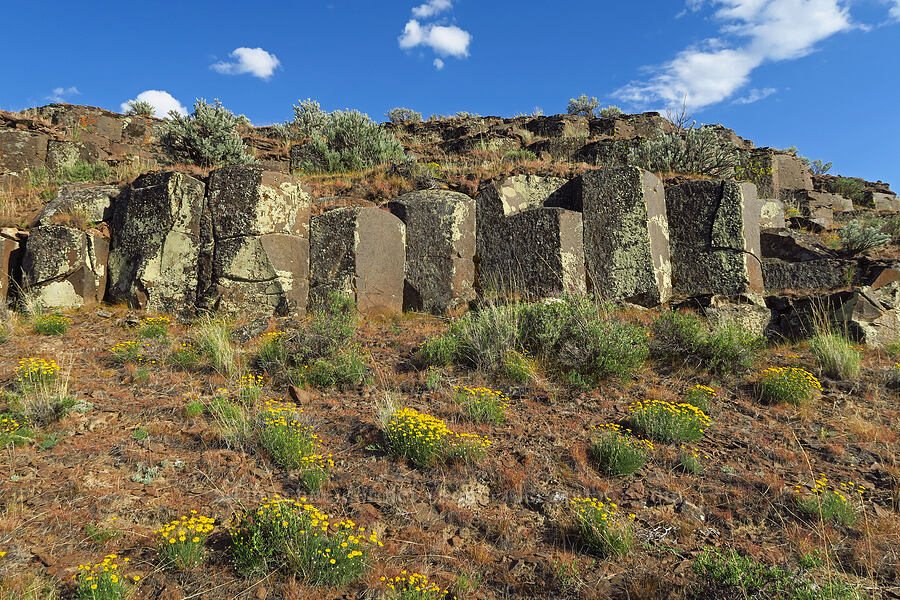basalt columns & desert yellow daisies (Erigeron linearis) [Basalt Gardens, Grant County, Washington]