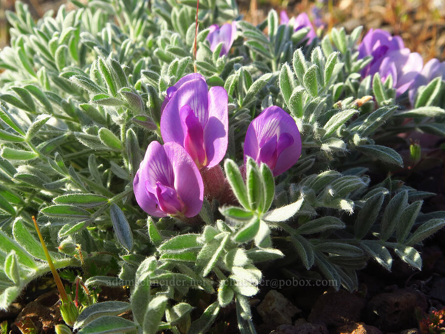woolly-pod milk-vetch (Astragalus purshii) [Basalt Pillars, Grant County, Washington]