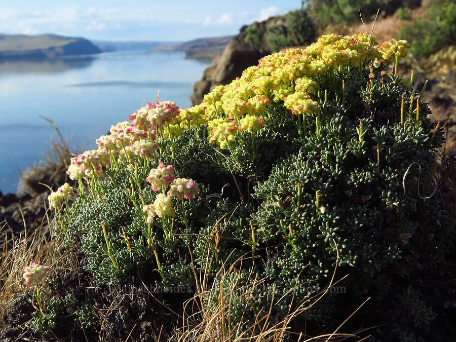 thyme-leaf buckwheat (Eriogonum thymoides) [Basalt Pillars, Grant County, Washington]