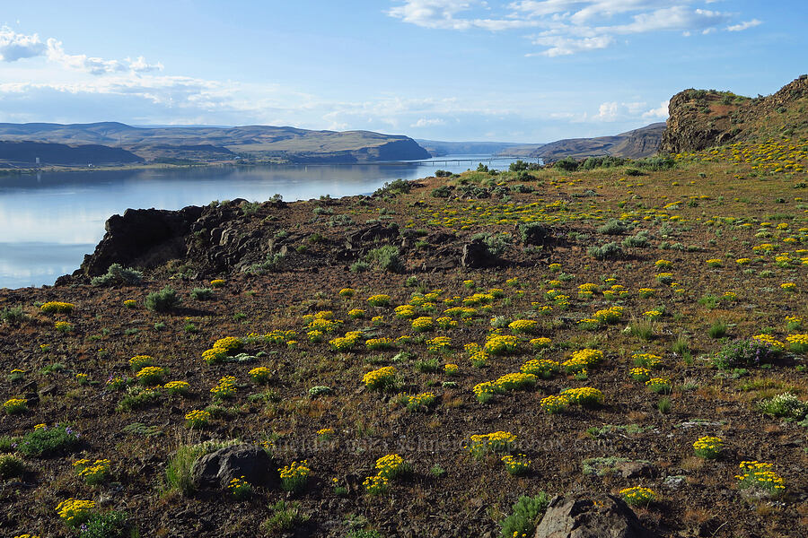 desert yellow daisies (Erigeron linearis) [Basalt Pillars, Grant County, Washington]