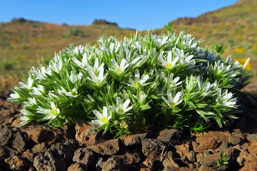 Franklin's sandwort (Eremogone franklinii (Arenaria franklinii)) [Basalt Pillars, Grant County, Washington]
