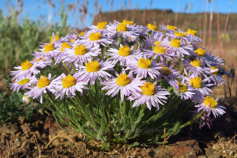 cushion fleabane (Erigeron poliospermus) [Basalt Pillars, Grant County, Washington]
