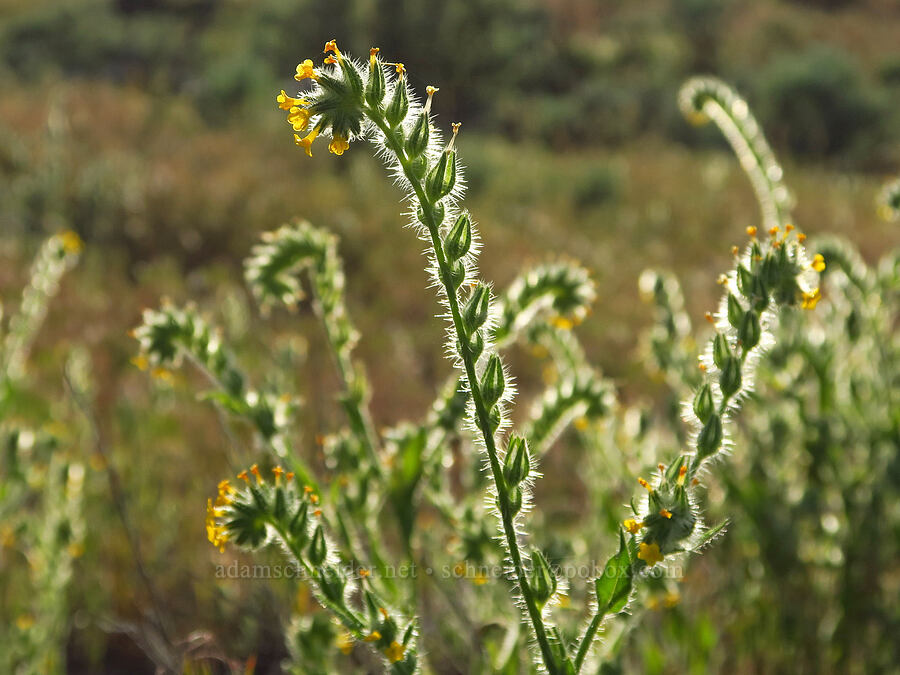 fiddleneck (Amsinckia menziesii) [Basalt Pillars, Grant County, Washington]