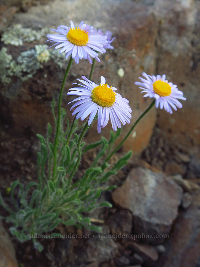 cushion fleabane (Erigeron poliospermus) [Rocky Coulee Recreation Area, Kittitas County, Washington]
