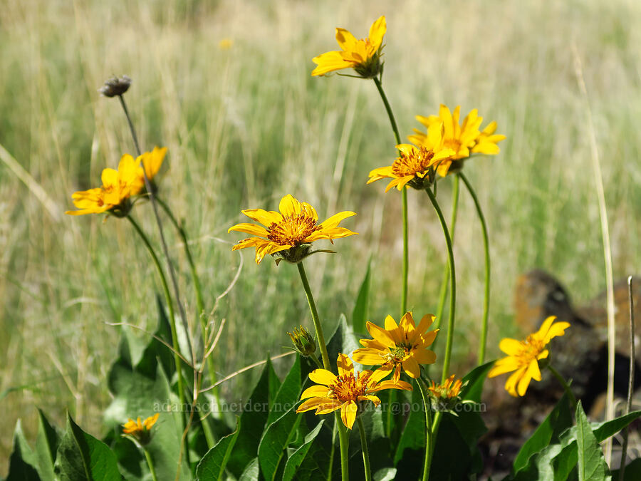 balsamroot (Balsamorhiza sp.) [Umtanum Ridge, Kittitas County, Washington]
