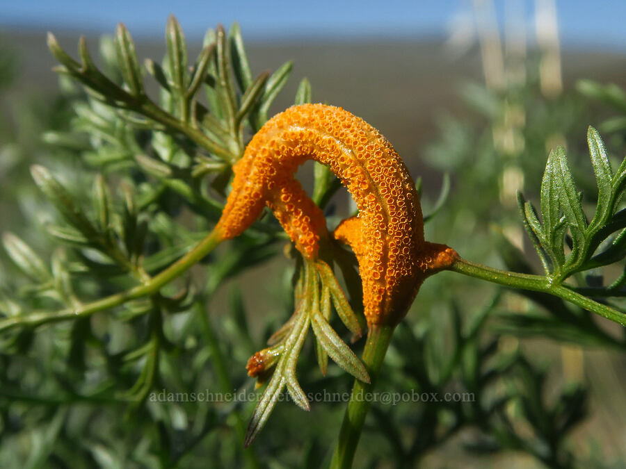 rust fungus on fern-leaf desert parsley (Puccinia jonesii, Lomatium dissectum var. multifidum (Lomatium multifidum)) [Umtanum Ridge, Kittitas County, Washington]