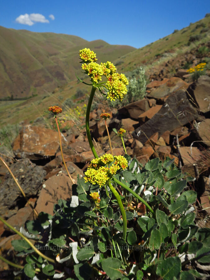 heart-leaf buckwheat, budding (Eriogonum compositum) [Umtanum Ridge, Kittitas County, Washington]
