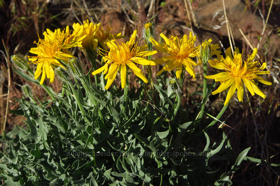 Modoc hawksbeard (Crepis modocensis) [Umtanum Ridge, Kittitas County, Washington]