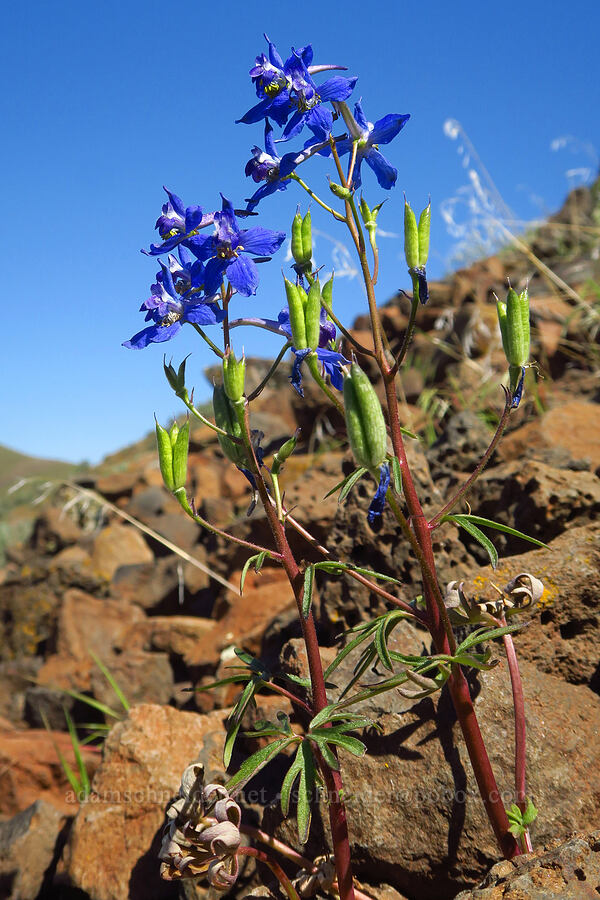 rockslide larkspur, flowering & fruiting (Delphinium glareosum) [Umtanum Ridge, Kittitas County, Washington]