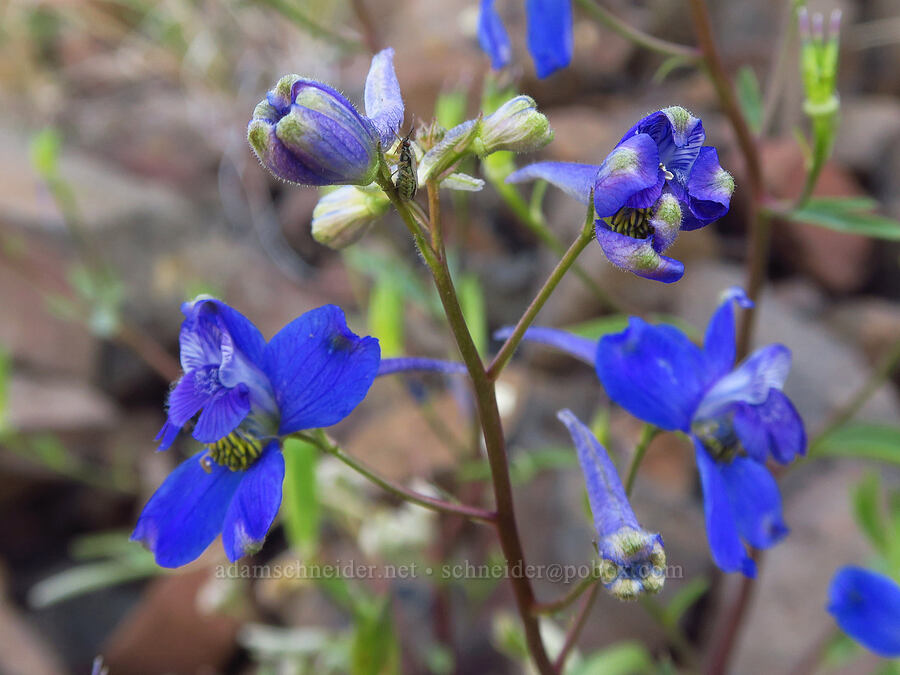 rockslide larkspur (Delphinium glareosum) [Umtanum Ridge, Kittitas County, Washington]