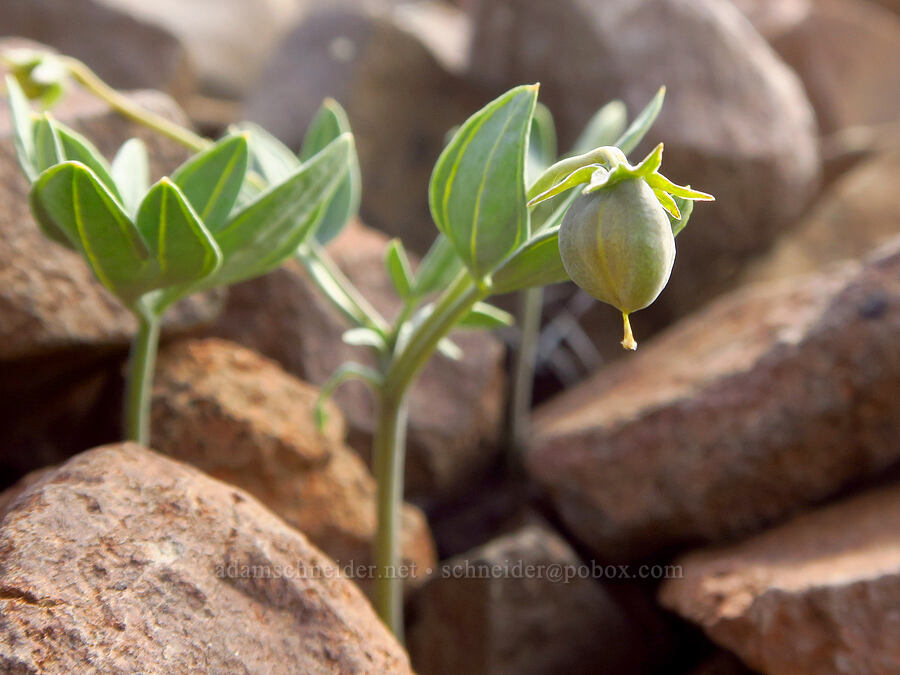 sagebrush violet fruit (Viola trinervata) [Umtanum Ridge, Kittitas County, Washington]