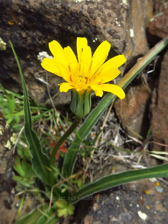 false agoseris (Nothocalais troximoides (Microseris troximoides)) [Umtanum Ridge, Kittitas County, Washington]