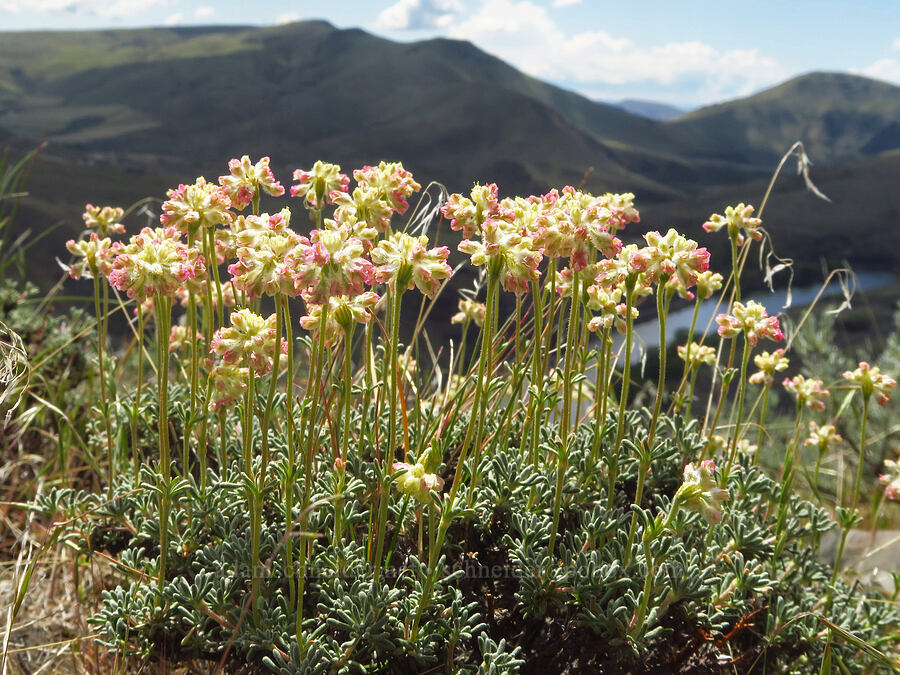 thyme-leaf buckwheat (Eriogonum thymoides) [Umtanum Ridge, Kittitas County, Washington]