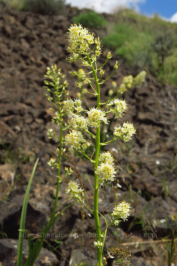 panicled death-camas (Toxicoscordion paniculatum (Zigadenus paniculatus)) [Umtanum Ridge, Kittitas County, Washington]