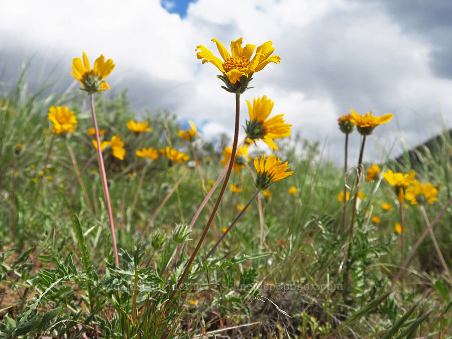 Hooker's balsamroot (Balsamorhiza hookeri) [Baldy Mountain Trail, Kittitas County, Washington]