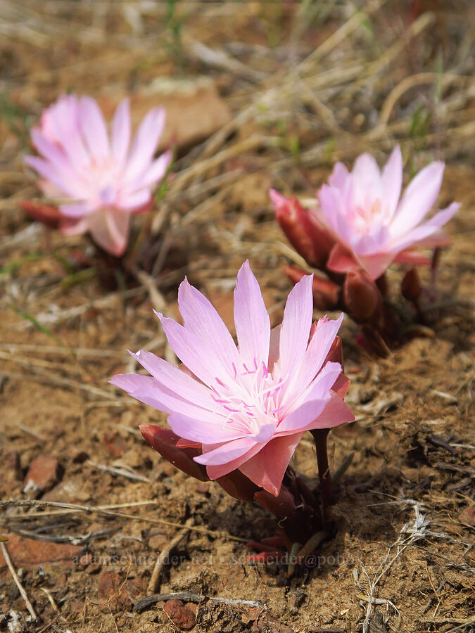 bitterroot (Lewisia rediviva) [Baldy Mountain Trail, Kittitas County, Washington]