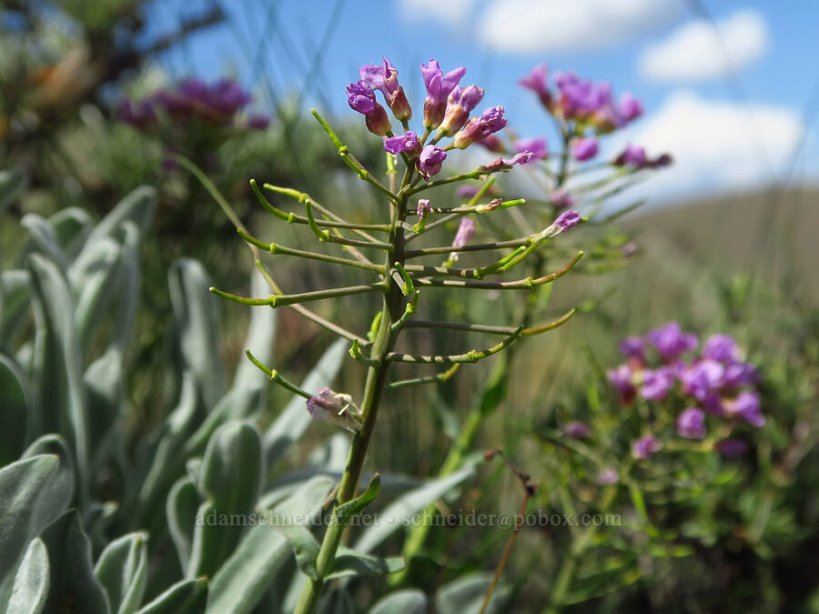 dagger-pod (Phoenicaulis cheiranthoides) [Baldy Mountain Trail, Kittitas County, Washington]