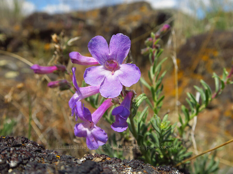 Gairdner's penstemon (Penstemon gairdneri var. gairdneri) [Baldy Mountain Trail, Kittitas County, Washington]