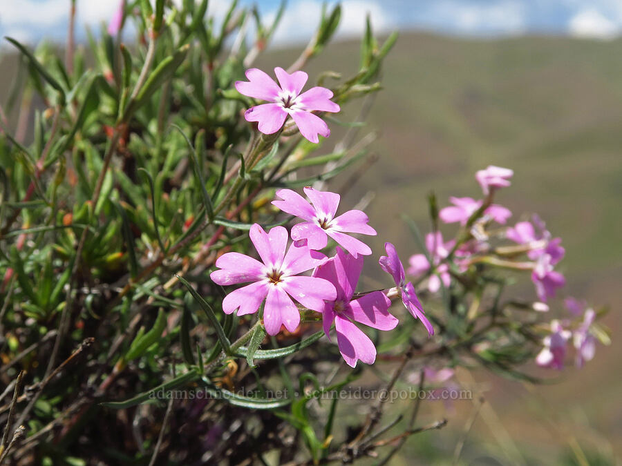 showy phlox (Phlox speciosa) [Baldy Mountain Trail, Kittitas County, Washington]