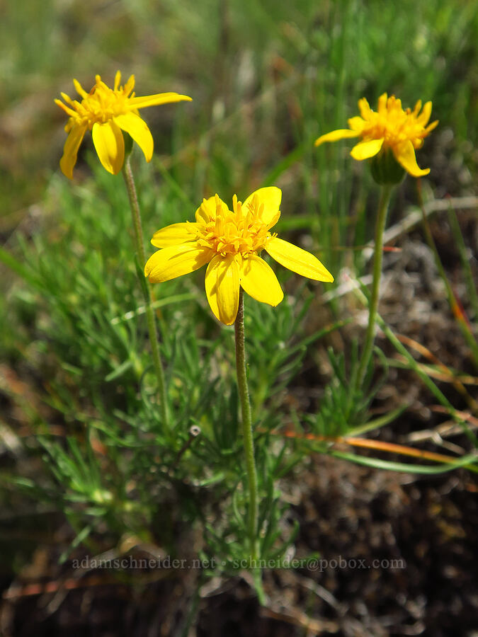 narrow-leaf goldenweed (Nestotus stenophyllus (Haplopappus stenophyllus)) [Baldy Mountain Trail, Kittitas County, Washington]