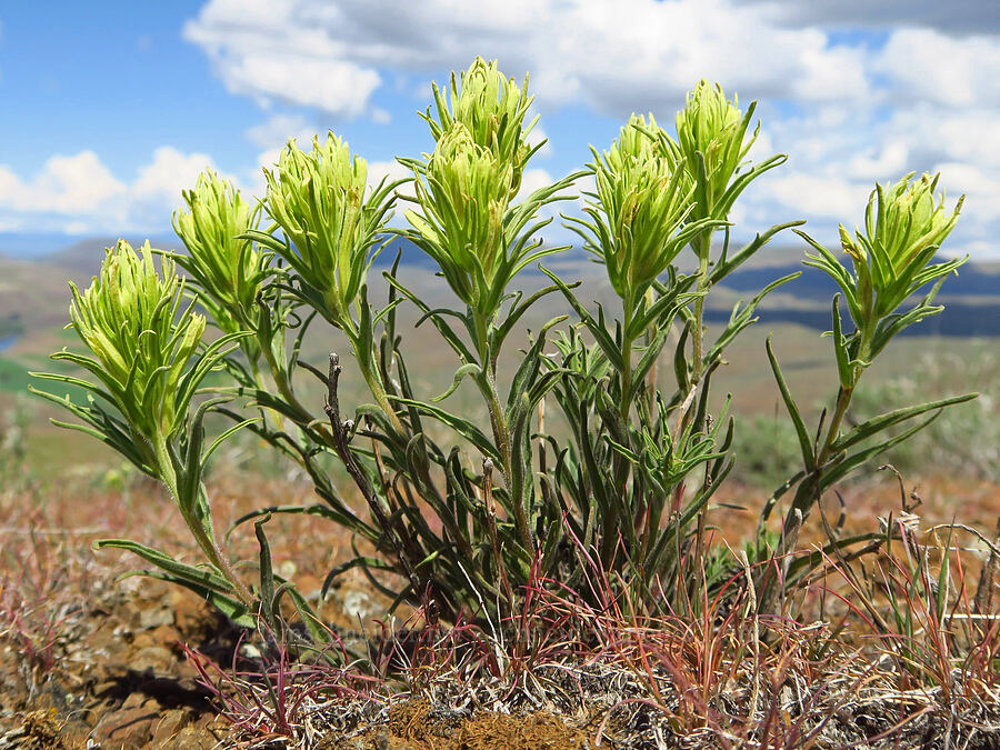 Thompson's paintbrush (Castilleja thompsonii) [Baldy Mountain Trail, Kittitas County, Washington]